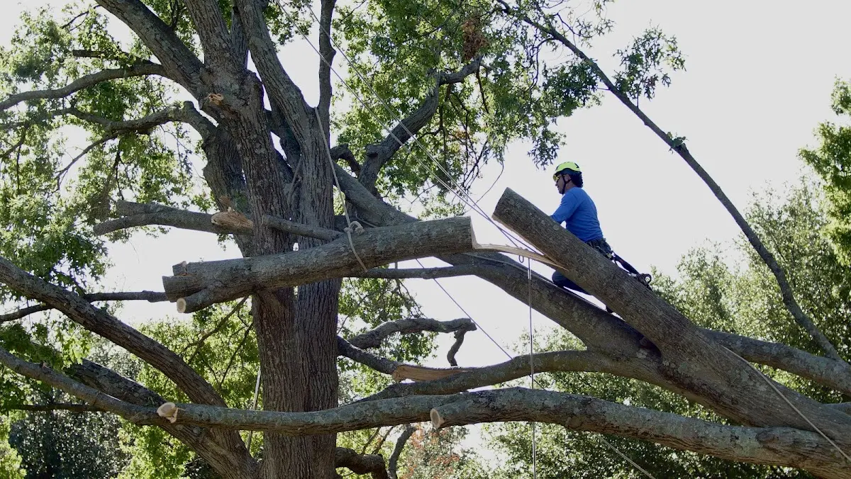 Professional Hazardous Tree Removal performed by certified arborists in New Cambria