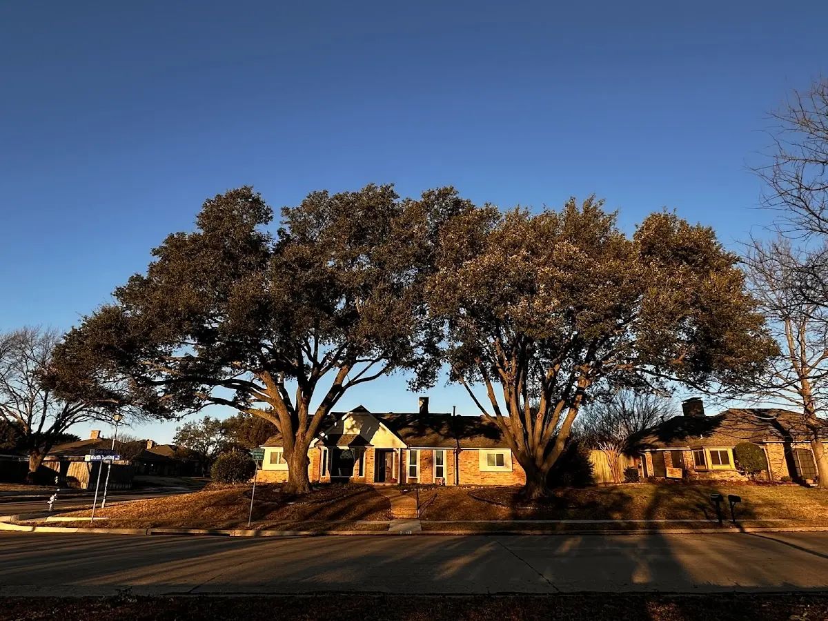 Established residential canopy tree shading a home in New Cambria
